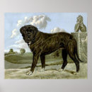 Suche nach mastiffs poster Haustier