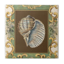 Suche nach muscheln fliesen Tritonshorn muschel