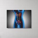 Suche nach gebärmutter poster Reproduktive organe
