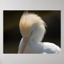 Suche nach wild bird poster Tier