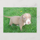 Suche nach pitbull hund postkarten Welpe