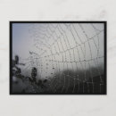 Suche nach spiderweb postkarten Spinne