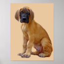 Suche nach daner poster Tiere