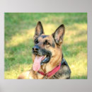 Suche nach verkleidung poster Hund
