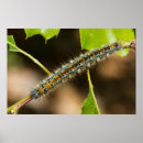 Suche nach zelte poster Fotografie