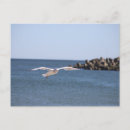 Suche nach seagull postkarten Fotografie