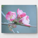 Suche nach apfel fotoplatten Blume