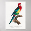 Suche nach parkett poster Papageien