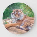 Suche nach großkatzen wanduhren Tierwelt
