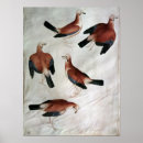 Suche nach pisanello poster Bird