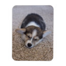 Suche nach pembroke welsh corgi magnete Puppy