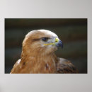 Suche nach bussard poster Falken
