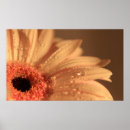 Suche nach blumenblätter poster Mit blumen