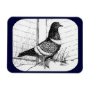 Suche nach pigeon magnete Taube