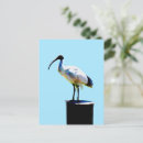 Suche nach ibis poster postkarten Vogelvogel