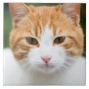 Suche nach rote katze fliesen Niedlich