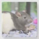 Suche nach ratten untersetzer Fotografie