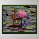 Suche nach lily pad poster Wasserlilie