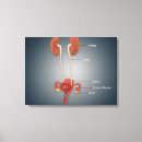 Suche nach menschliche organe leinwandbilder Reproduktionssystem