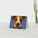 Suche nach jack russel karten Jack russell terrier