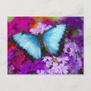 Suche nach tropischer schmetterling postkarten Pflanze