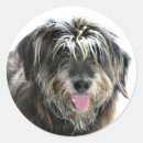 Suche nach shaggy aufkleber Hund