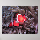 Suche nach nemo poster Meeresleben