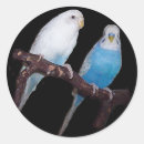 Suche nach budgie Budgerigars
