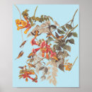 Suche nach throated poster Natur