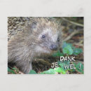 Suche nach niedlicher igel postkarten Süße tier