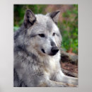 Suche nach grey wolf poster Animal