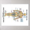 Suche nach menschlicher knochen poster Menschliches skelett