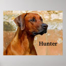 Suche nach rhodesian ridgeback poster Haustier