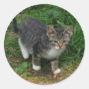 Suche nach gestreifte katze aufkleber Kätzchen