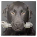 Suche nach schokoladen fliesen Hund