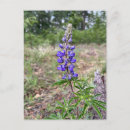Suche nach lupine postkarten Natur