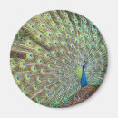 Suche nach pfau magnete Vögel