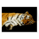 Suche nach sibirische katzen postkarten Große katze