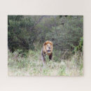 Suche nach afrikanischer löwe puzzle Wild
