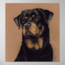 Suche nach rottweiler welpe poster Rottich