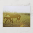 Suche nach fohlen postkarten Natur