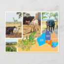 Suche nach landleben postkarten Tiere
