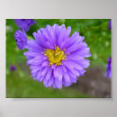 Suche nach lila aster Pflanze