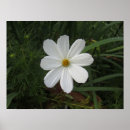 Suche nach kosmee Blume