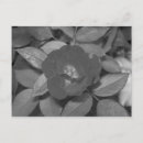 Suche nach schwarz weiß blumen postkarten Rot