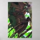 Suche nach tarsier poster Reisende