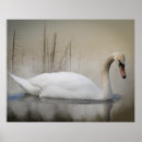 Suche nach schwäne poster Vögel