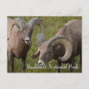 Suche nach bighornschafe postkarten Reise