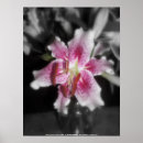 Suche nach stargazer lilie poster Pink