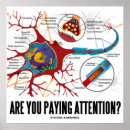 Suche nach synapse poster Nervenzelle